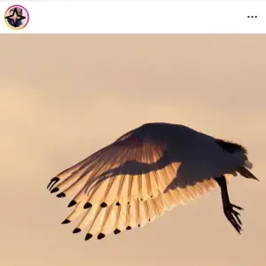 Download Instagram Reels